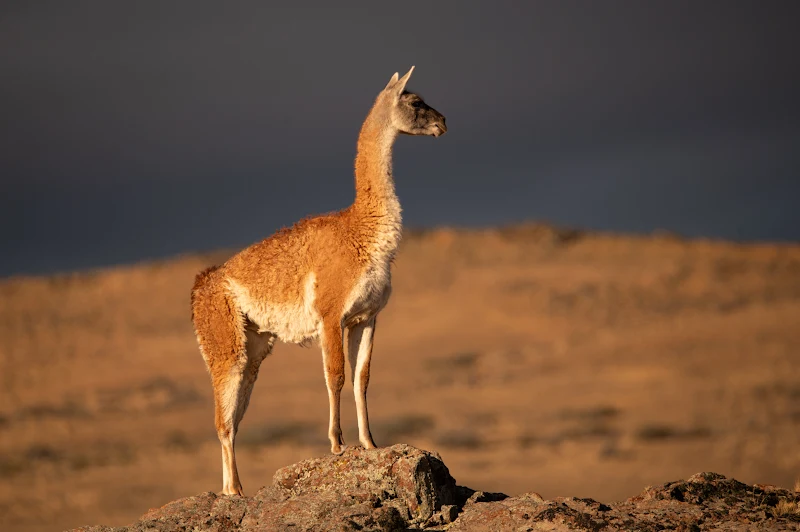 Guanaco — Miranda Volpe 2024